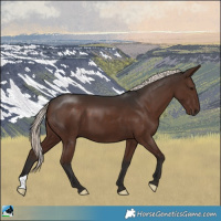 Horse Color:Liver Chestnut Mushroom 
