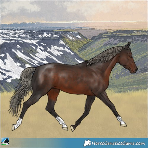 Horse Color:Liver Chestnut Mushroom 