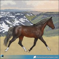 Horse Color:Liver Chestnut Mushroom 