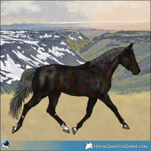 Horse Color:Midnight Liver Chestnut Mushroom