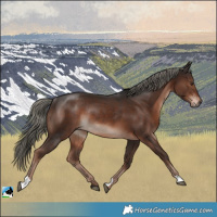 Horse Color:Liver Chestnut Mushroom Rabicano 