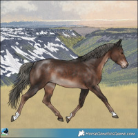 Horse Color:Liver Chestnut Mushroom Rabicano 