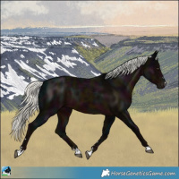Horse Color:Midnight Liver Chestnut Mushroom 