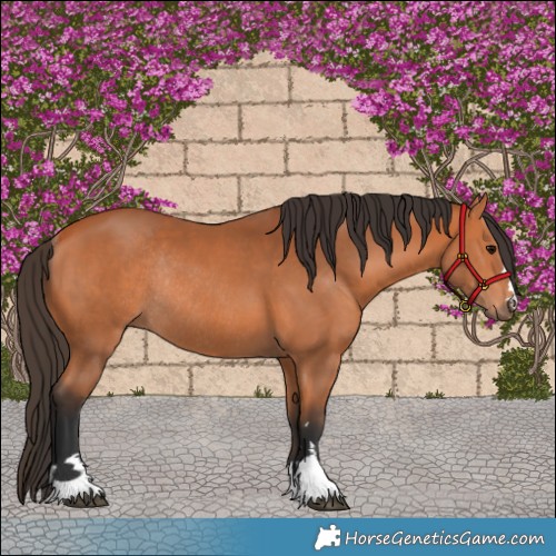 Horse Color:Bay Rabicano