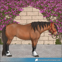 Horse Color:Bay Rabicano 