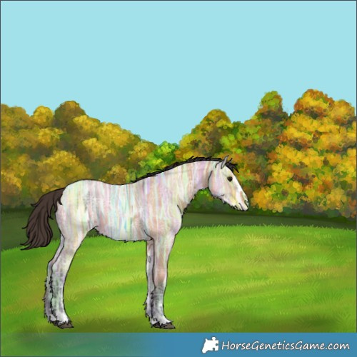Horse Color:Bay Ice Dun 