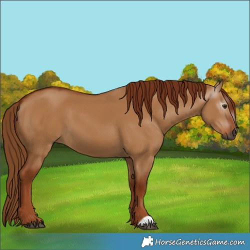 Horse Color:Gray Red Dun 