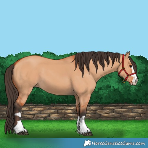 Horse Color:Bay Dun 
