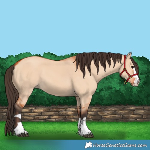 Horse Color:Bay Dun 