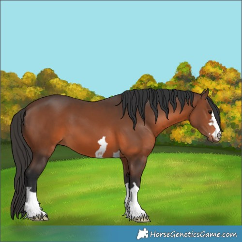 Horse Color:Brown 