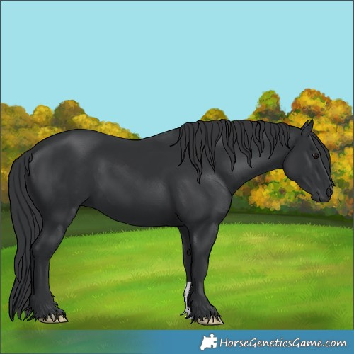 Horse Color:Black 