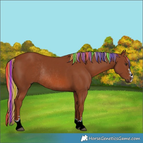 Horse Color:Painted Chestnut Rabicano