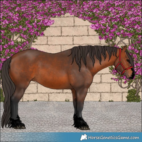 Horse Color:Void Bay Rabicano 
