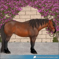 Horse Color:Void Bay Rabicano 
