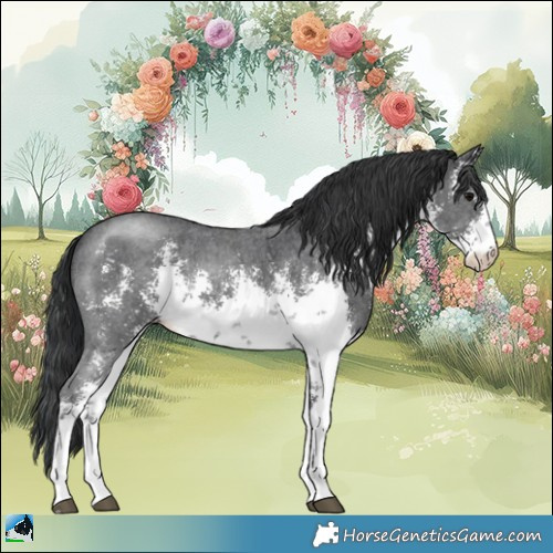 Horse Color:White Spotted Black Sabino Rabicano 
