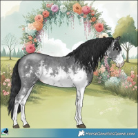 Horse Color:White Spotted Black Sabino Rabicano