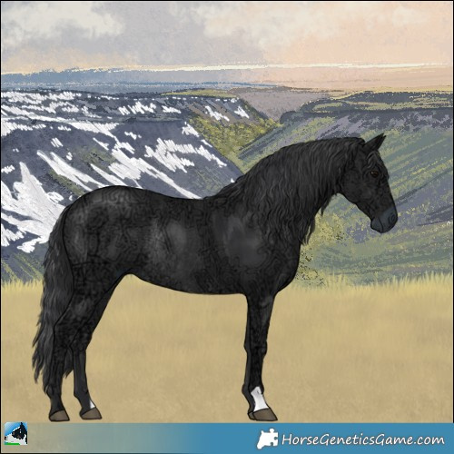 Horse Color:Black Ice Rabicano