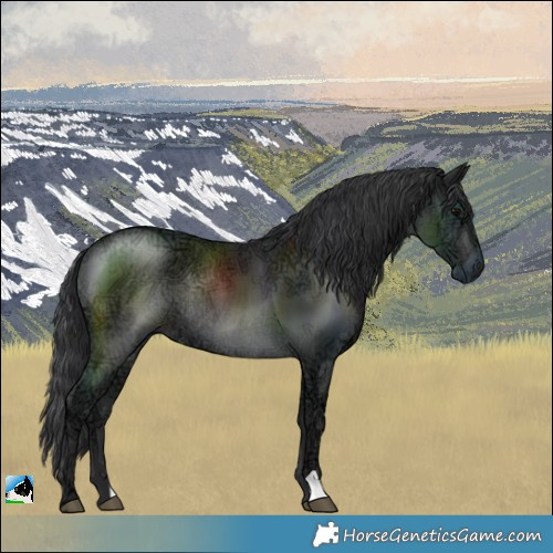 Horse Color:Black Ice Rabicano 