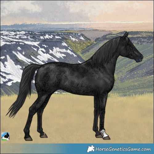 Horse Color:Black Ice Rabicano