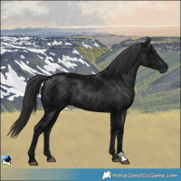 Horse Color:Black Ice Rabicano 
