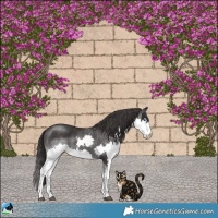 Horse Color:Smoky Black Splash