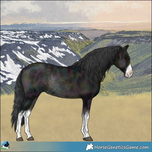 Horse Color:White Spotted Midnight Blue Onyx Ice Rabicano