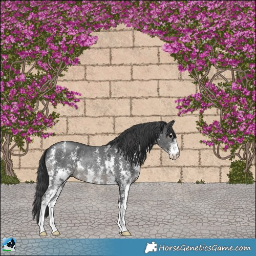 Horse Color:Black Sabino Rabicano 