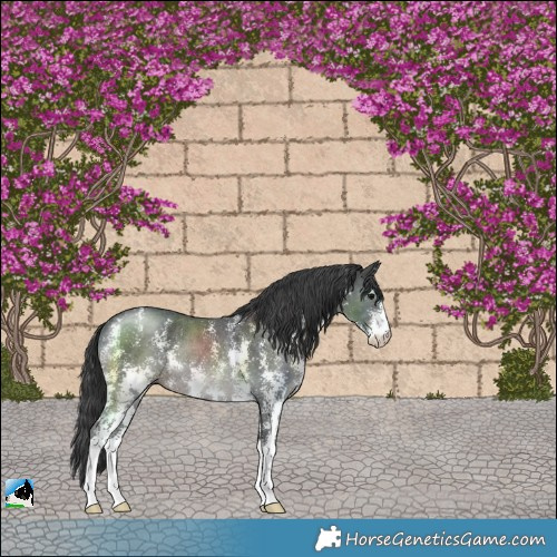 Horse Color:Black Sabino Rabicano 