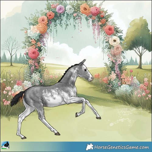 Horse Color:White Spotted Black Mushroom Sabino Rabicano 