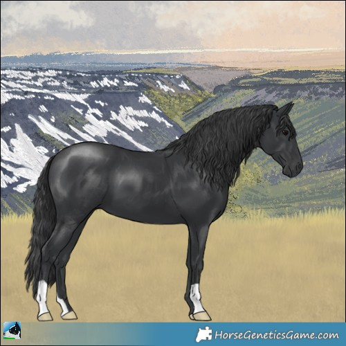 Horse Color:Black 