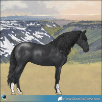 Horse Color:Black 