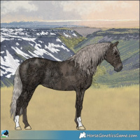 Horse Color:Silver Grullo Ice Rabicano 