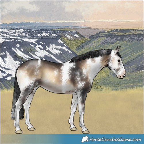Horse Color:Brown Onyx Sabino Appaloosa 