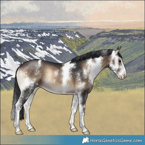 Horse Color:Brown Onyx Sabino Appaloosa