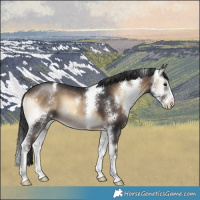 Horse Color:Brown Onyx Sabino Varnish