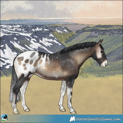 Horse Color:Brown Onyx Appaloosa Rabicano 