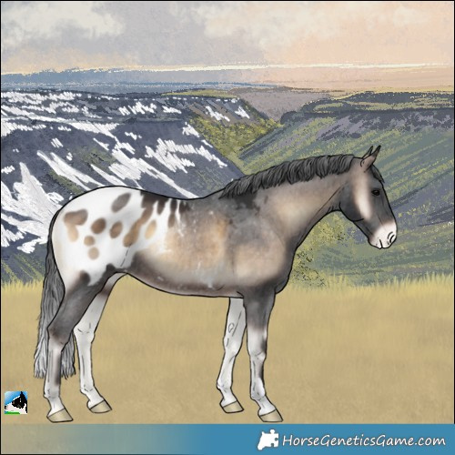Horse Color:Brown Onyx Appaloosa Rabicano