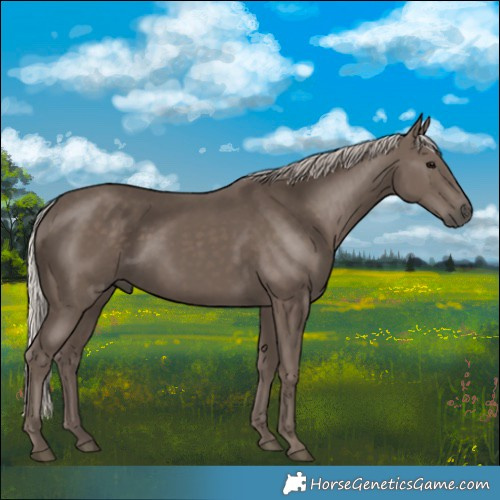 Horse Color:Silver Black