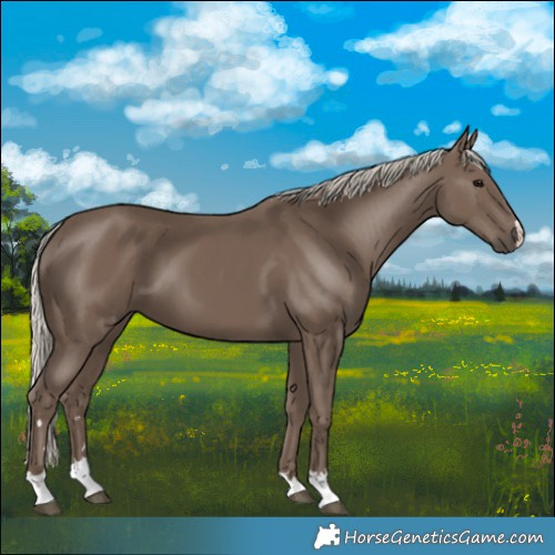 Horse Color:Silver Black