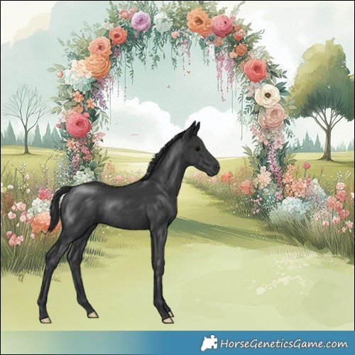 Horse Color:Platinum Black Rabicano 