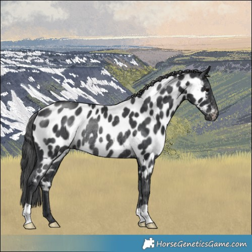 Horse Color:Platinum Black Appaloosa Rabicano