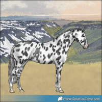 Horse Color:Platinum Black Appaloosa Rabicano 