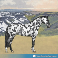 Horse Color:Platinum Black Appaloosa Rabicano 