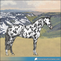 Horse Color:Platinum Black Appaloosa Rabicano 