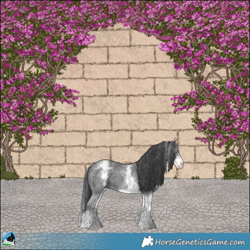 Horse Color:White Spotted Black Ice Sabino Rabicano 