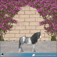 Horse Color:White Spotted Black Ice Sabino Rabicano