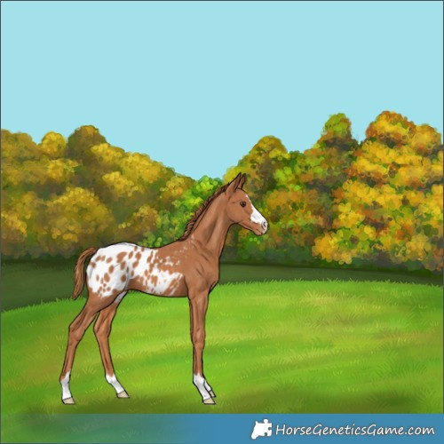 Horse Color:Chestnut Appaloosa 