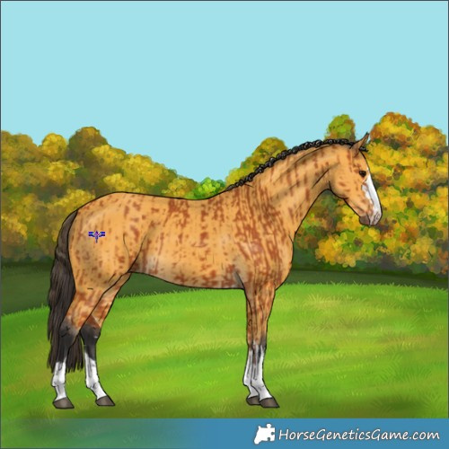 Horse Color:Bay  and Buckskin 