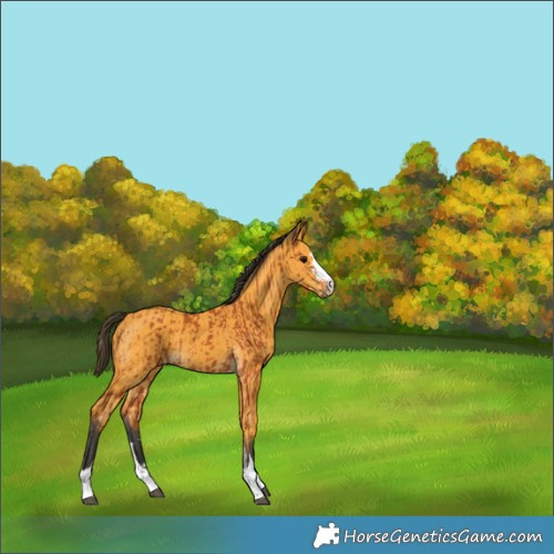 Horse Color:Bay  and Buckskin 