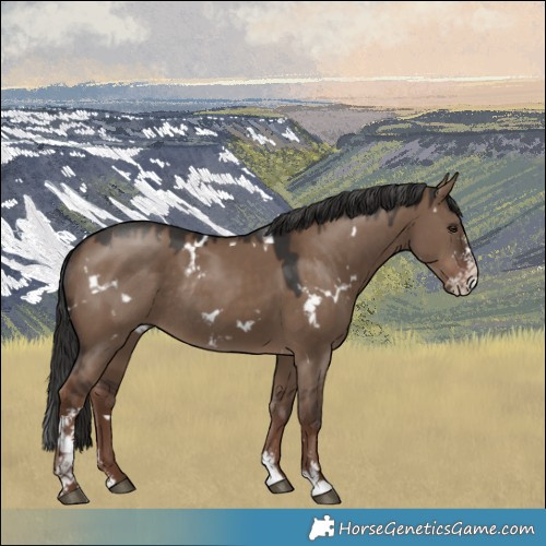 Horse Color:White Spotted Liver Red Dun Sabino Rabicano 